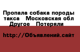 Пропала собака породы такса - Московская обл. Другое » Потеряли   
